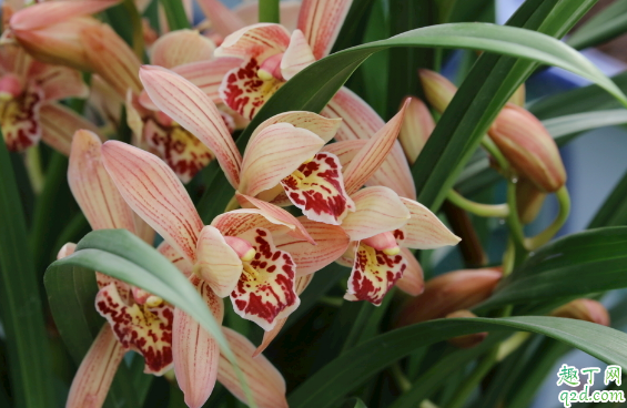 大花蕙兰叶子卷曲是怎么回事 大花蕙叶子卷曲如何防治