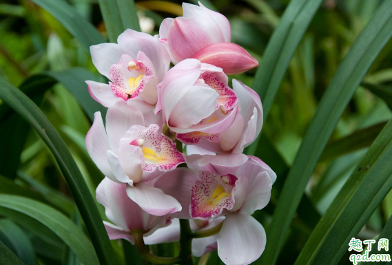 大花蕙兰叶子卷曲是怎么回事 大花蕙叶子卷曲如何防治