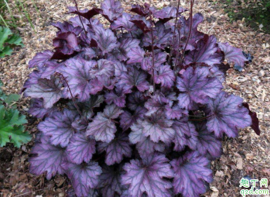 矾根是多年生的吗 矾根用什么土养好