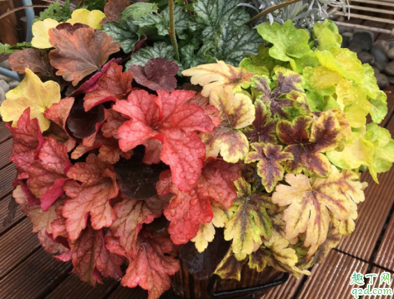 矾根是多年生的吗 矾根用什么土养好