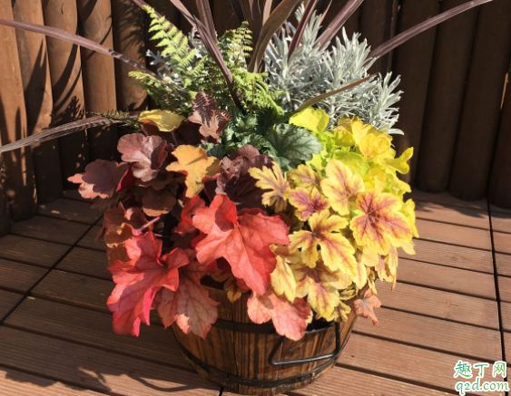 矾根是多年生的吗 矾根用什么土养好