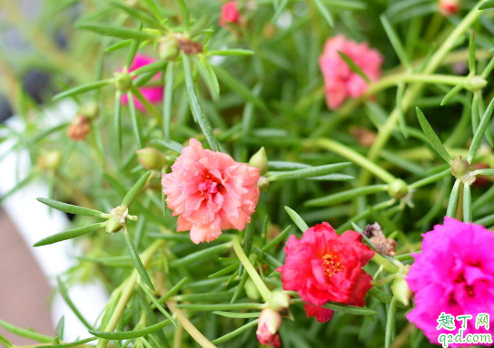 太阳花有花骨朵不开花是咋回事 太阳花怎样养花开的旺盛