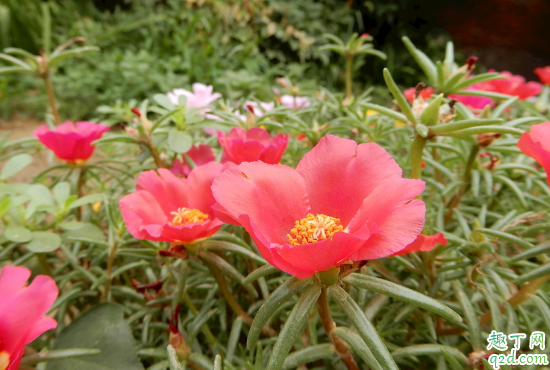 太阳花有花骨朵不开花是咋回事 太阳花怎样养花开的旺盛