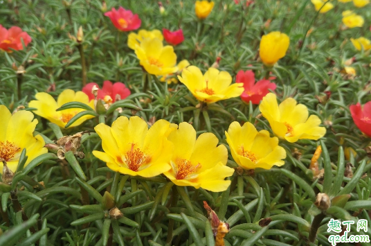 太阳花几月份播种最好 ?种太阳花要注意些什么