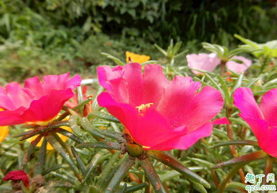 太阳花几月份播种最好 ?种太阳花要注意些什么