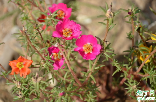 半枝莲好养活吗 半枝莲的养殖方法有哪些