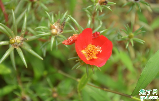 半枝莲好养活吗 半枝莲的养殖方法有哪些