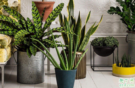 盆栽干到什么程度浇水 黄瓜怎么种盆栽