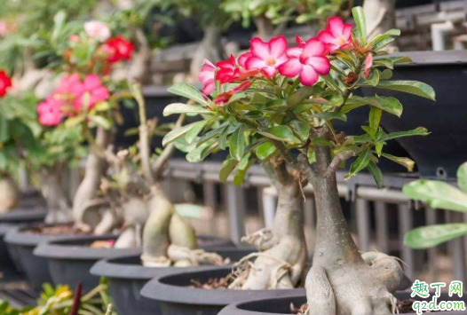 盆栽干到什么程度浇水 黄瓜怎么种盆栽