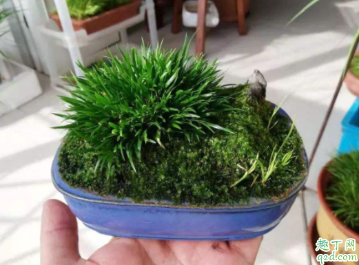 盆栽干到什么程度浇水 黄瓜怎么种盆栽