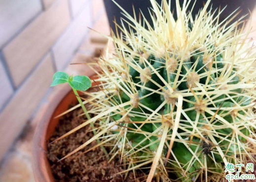 为什么仙人球会烂 仙人球根烂了怎么办才能生根