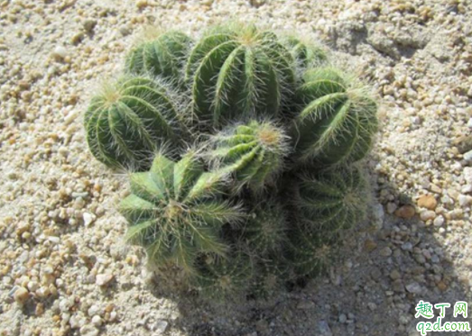 为什么仙人球会烂 仙人球根烂了怎么办才能生根