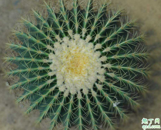 为什么仙人球会烂 仙人球根烂了怎么办才能生根