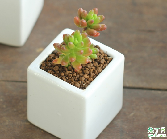 多肉虹之玉徒长是什么原因 怎么样能防止虹之玉徒长