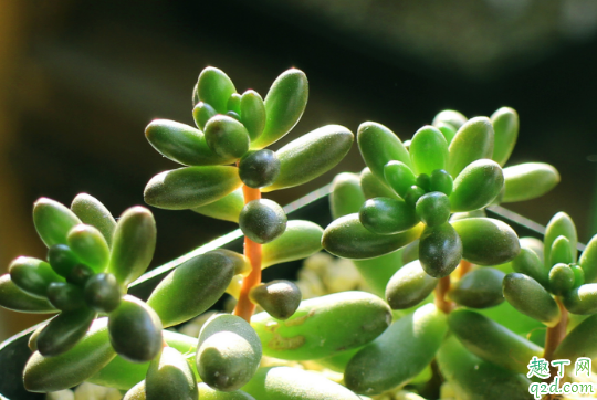 多肉虹之玉徒长是什么原因 怎么样能防止虹之玉徒长