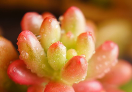 多肉虹之玉锦为什么不红 虹之玉锦怎样养才旺盛