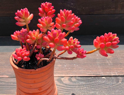 多肉虹之玉锦为什么不红 虹之玉锦怎样养才旺盛