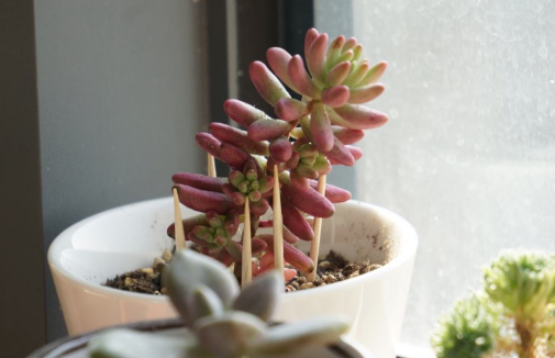 多肉虹之玉锦为什么不红 虹之玉锦怎样养才旺盛