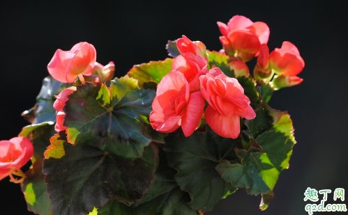 秋海棠为啥老掉叶子 如何防止秋海棠叶片掉落