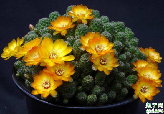 怎样促使仙人球多开花 小仙人球怎么上盆