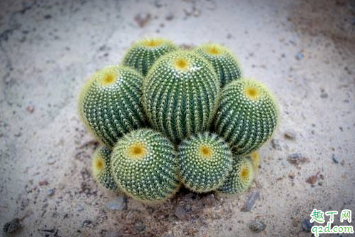 为什么仙人球长很多小球 仙人球如何大量繁殖