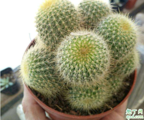 为什么仙人球长很多小球 仙人球如何大量繁殖