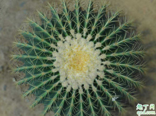 为什么仙人球长很多小球 仙人球如何大量繁殖