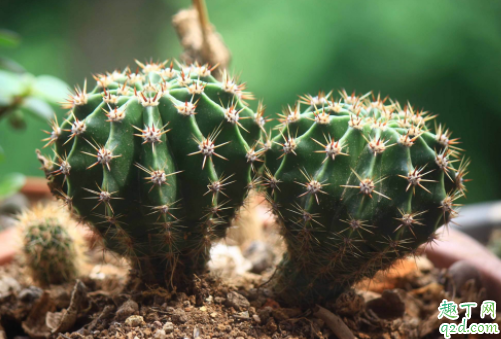 为什么仙人球长很多小球 仙人球如何大量繁殖