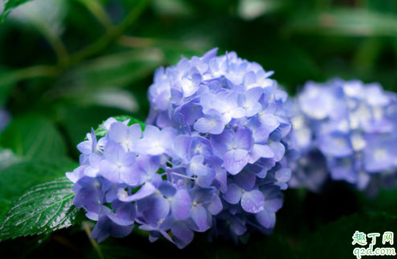 绣球无尽夏什么时候修剪 无尽夏秋天可以修剪吗