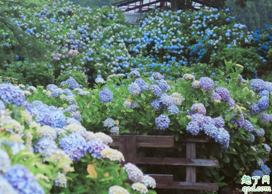 绣球无尽夏什么时候修剪 无尽夏秋天可以修剪吗