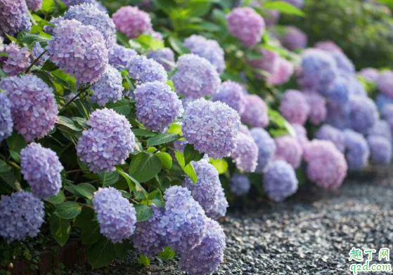 绣球无尽夏什么时候修剪 无尽夏秋天可以修剪吗