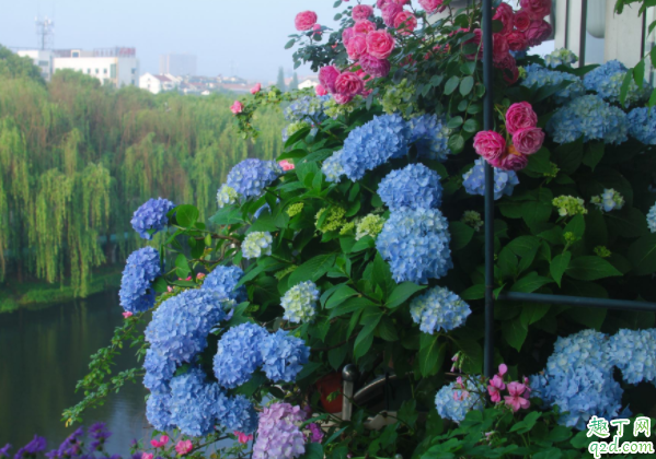 无尽夏冬天叶子会掉吗 无尽夏叶子干枯怎么办