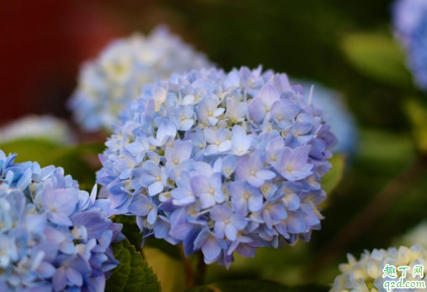 无尽夏冬天叶子会掉吗 无尽夏叶子干枯怎么办