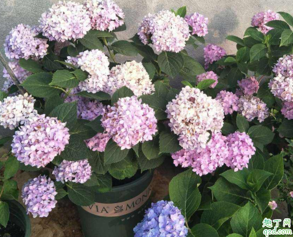 无尽夏冬天叶子会掉吗 无尽夏叶子干枯怎么办