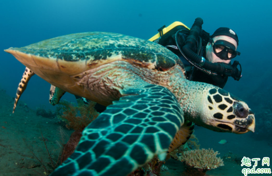 近视潜水怎么办 潜水时能不能睁眼睛