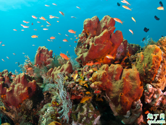 近视潜水怎么办 潜水时能不能睁眼睛