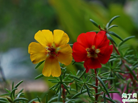 针叶太阳花扦插需要打顶吗 针叶太阳花发蔫怎么回事