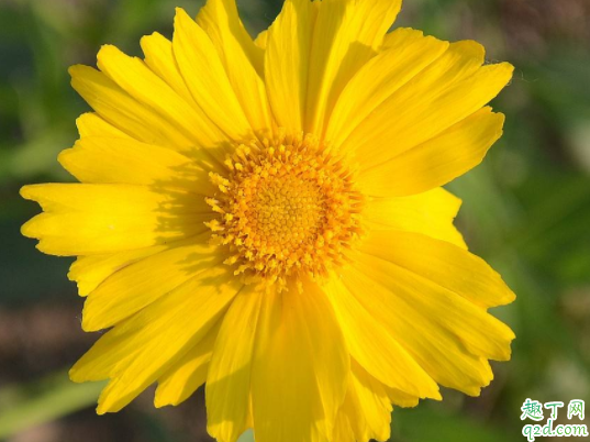 针叶太阳花扦插需要打顶吗 针叶太阳花发蔫怎么回事