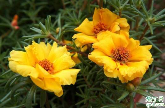 针叶太阳花扦插需要打顶吗 针叶太阳花发蔫怎么回事