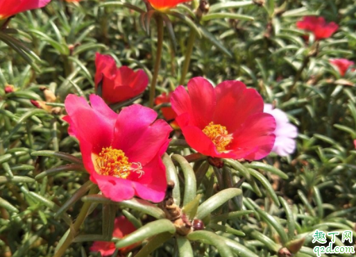 太阳花施什么肥开花多 种的太阳花一直不服盆怎么办