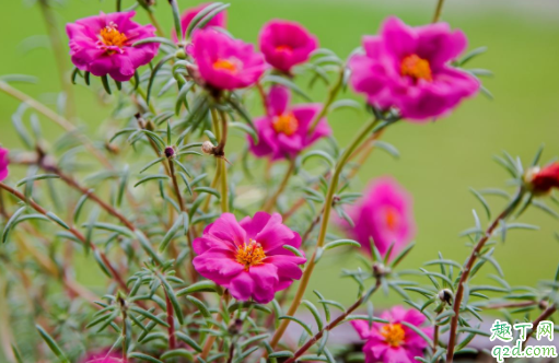 太阳花施什么肥开花多 种的太阳花一直不服盆怎么办