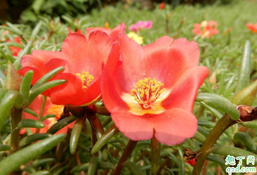 太阳花施什么肥开花多 种的太阳花一直不服盆怎么办