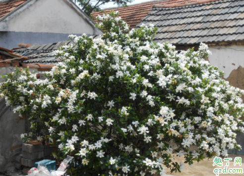 水培栀子花需要晒太阳吗 栀子花水培怎么养
