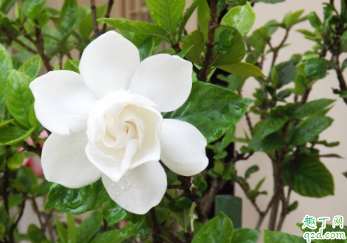 水培栀子花需要晒太阳吗 栀子花水培怎么养