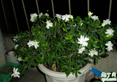 水培栀子花需要晒太阳吗 栀子花水培怎么养