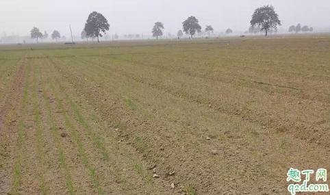 种麦子一个月不发芽什么情况 麦子看不到麦苗怎么办