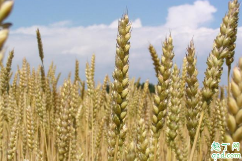 种麦子一个月不发芽什么情况 麦子看不到麦苗怎么办