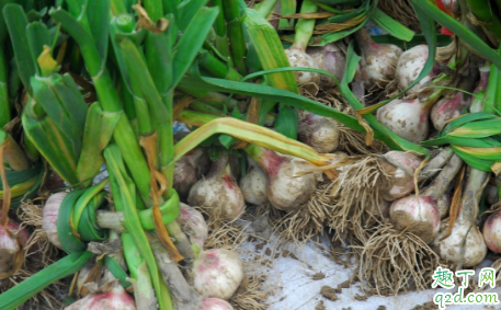 天冷了大蒜能浇水吗 如何判断大蒜要不要浇水