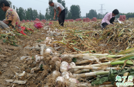 天冷了大蒜能浇水吗 如何判断大蒜要不要浇水