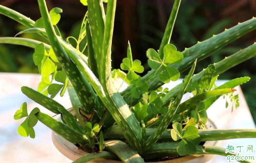 芦荟爆盆太多了怎么办 芦荟怎么分枝移盆